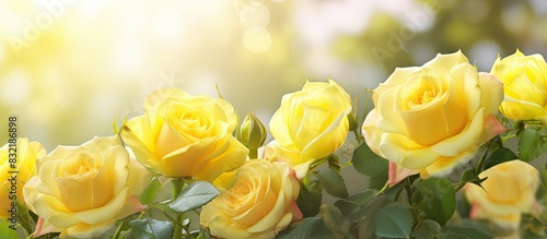 Bunch of flowers roses fresh bright yellow beautiful blooming on floral background. Creative banner. Copyspace image