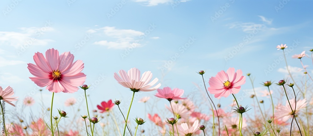 Cosmos flower in beautiful day. Creative banner. Copyspace image