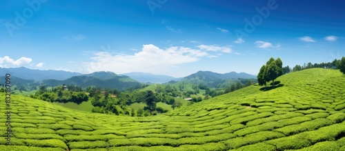 View of tea plantation with blue sky background. Creative banner. Copyspace image