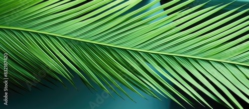 Bright colored sheet of palm Exotic plant Conceptual contemporary art Summer style Art gallery design Creative modern. Creative banner. Copyspace image