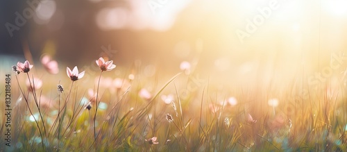 Blurred flowers grass at morning time. Creative banner. Copyspace image