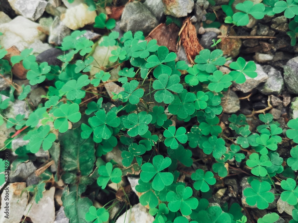 Lucky clover leaves background or texture Lucky clover leaves background or texture