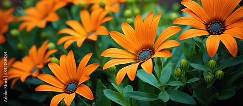 Orange gazania flowers on green background. Creative banner. Copyspace image