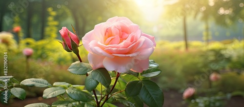 Garden floral english rose. Creative banner. Copyspace image