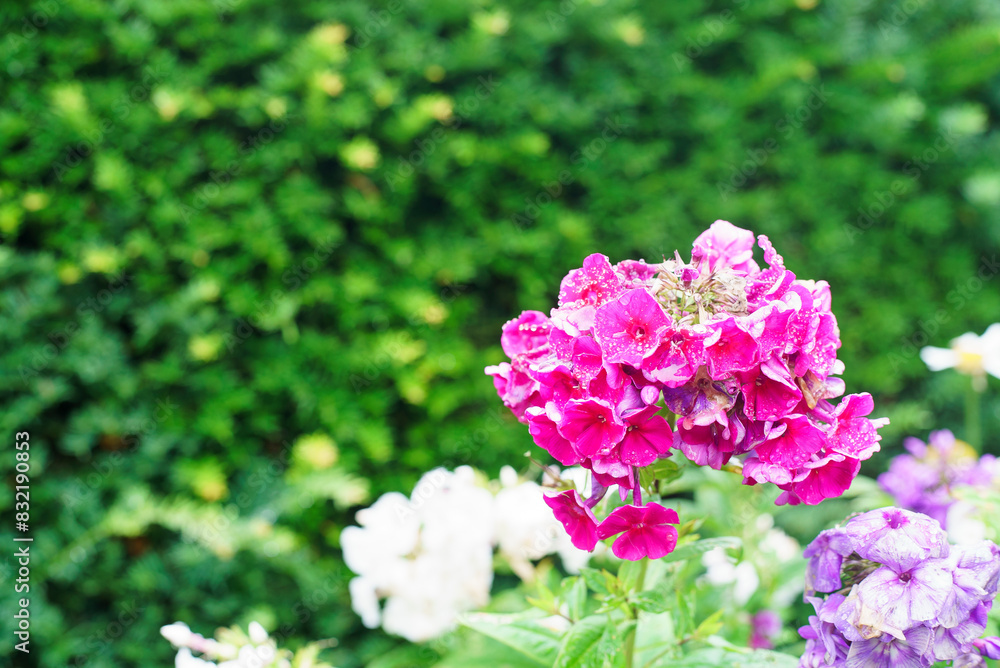 Pink and white phlox flowers in the garden, stock photo Pink and white phlox flowers in the garden, stock photo