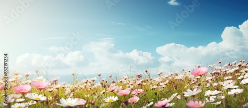 field of flower. Creative banner. Copyspace image