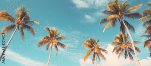 A line of palm trees standing tall along the golden beach. Creative banner. Copyspace image