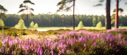Blossoming Heather on the meadow next to a wood. Creative banner. Copyspace image