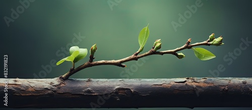 a young twig with green leaves in the spring against the background of fallen last year s foliage. Creative banner. Copyspace image photo