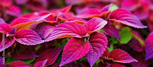 Coleus scutellarioides is an ornamental plant with colorful leaves that are very beautiful and charming. Creative banner. Copyspace image photo