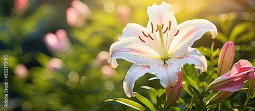 lily in bloom in the garden. Creative banner. Copyspace image