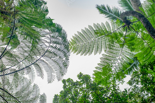 The image features a view of the sky through a canopy of lush ferns and tropical trees, capturing the intricate patterns of the foliage against a hazy sky. photo