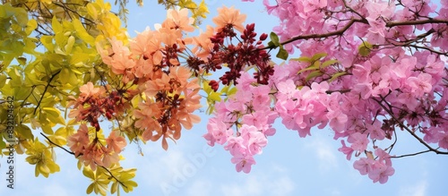 Cassia javanica also known as Java Cassia Pink Shower Apple Blossom Tree and Rainbow Shower Tree. Creative banner. Copyspace image