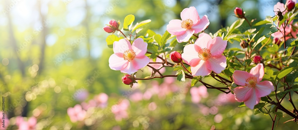 Dog rose Rosa canina climbing wild rose blooming in a park close up with selective focus. Creative banner. Copyspace image Dog rose Rosa canina climbing wild rose blooming in a park close up with selective focus. Creative banner. Copyspace image