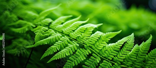macro Photo of green fern petals The plant fern blossomed Fern on the background of green plants. Creative banner. Copyspace image