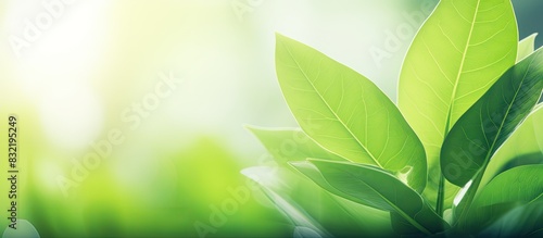 Defocused abstract background of green leav leaf. Creative banner. Copyspace image