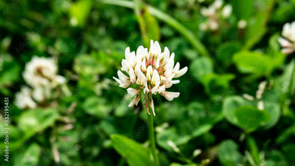 White clover in a forest in northern Spain