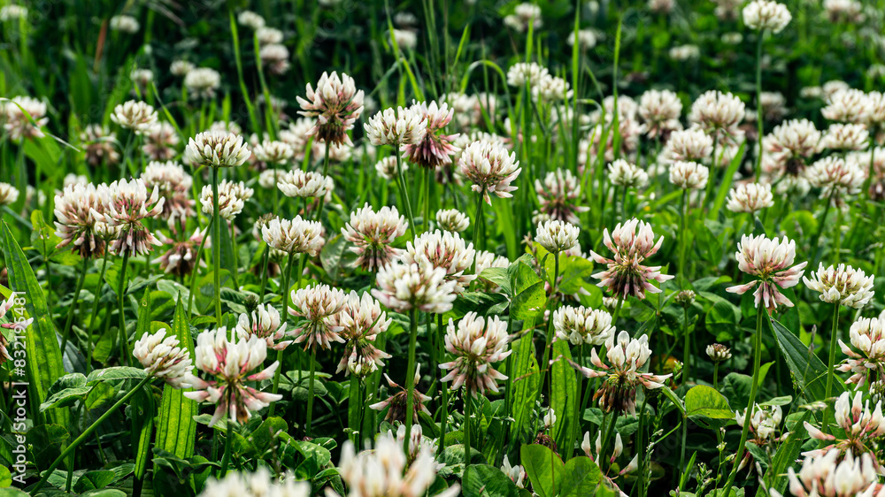 White clover in a forest in northern Spain White clover in a forest in northern Spain
