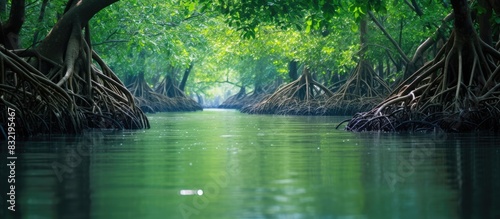 Roots and foliage of mangrove forest. Creative banner. Copyspace image photo