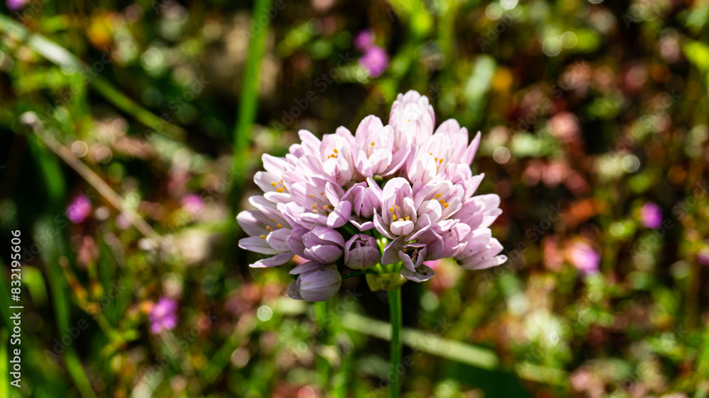 Rosy garlic in a forest in northern Spain Rosy garlic in a forest in northern Spain