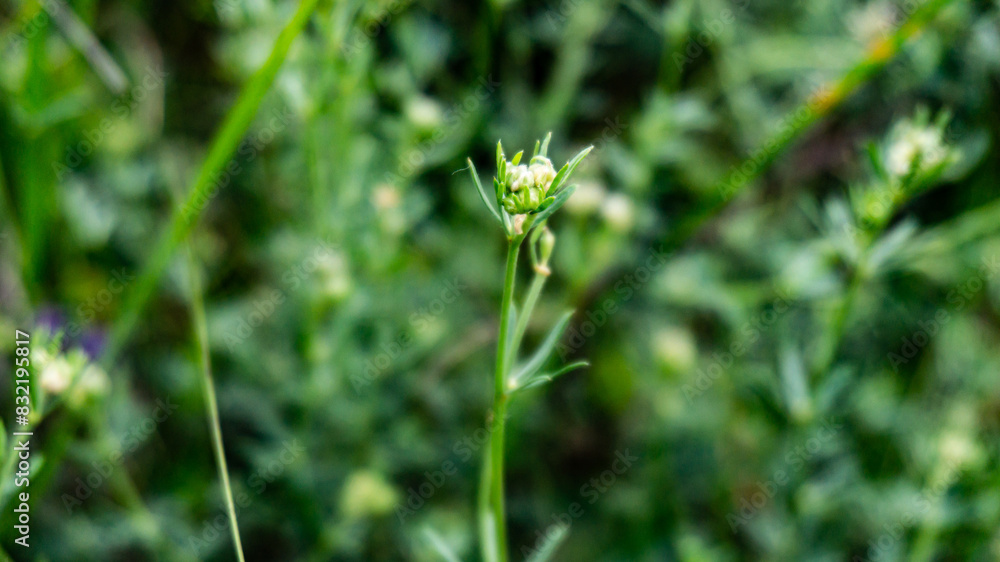 Galium anisophyllon in a forest in northern Spain Galium anisophyllon in a forest in northern Spain