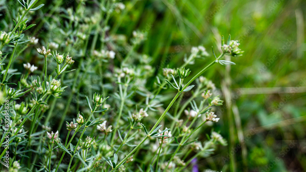 Galium anisophyllon in a forest in northern Spain Galium anisophyllon in a forest in northern Spain