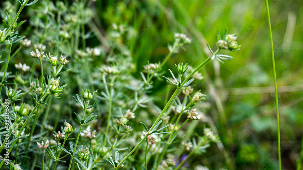 Galium anisophyllon in a forest in northern Spain Galium anisophyllon in a forest in northern Spain