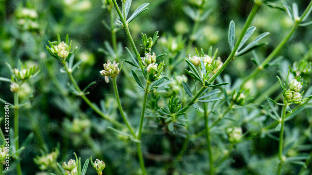 Galium anisophyllon in a forest in northern Spain Galium anisophyllon in a forest in northern Spain