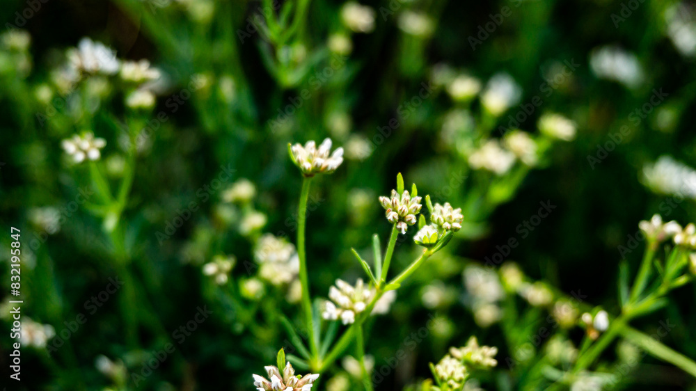 Galium anisophyllon in a forest in northern Spain Galium anisophyllon in a forest in northern Spain