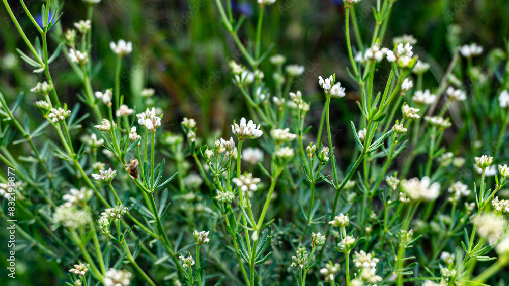 Galium anisophyllon in a forest in northern Spain Galium anisophyllon in a forest in northern Spain