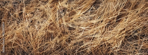 Texture of dry grass. Dry grass field. nature background