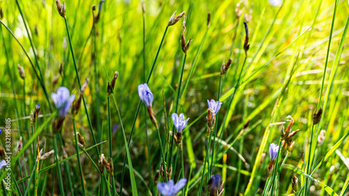 Aphyllanthes in a forest in northern Spain photo