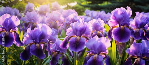 Purple Irises blooming in a garden. Creative banner. Copyspace image
