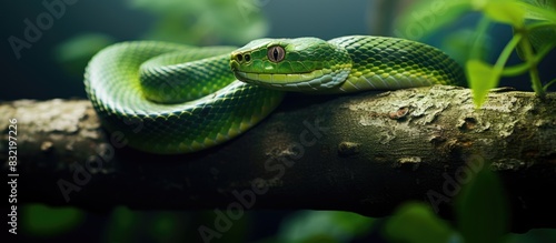 The green snake sleeping on The tree. Creative banner. Copyspace image
