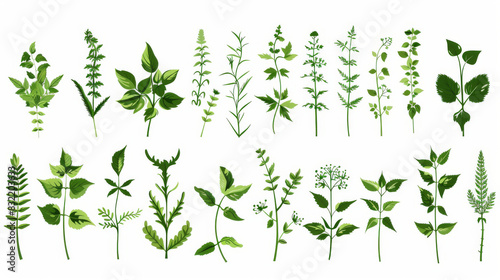 Collection of different green herb plants isolated on a white background  highlighting their unique shapes and textures.