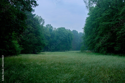 A serene early morning view of a lush meadow surrounded by dense trees under a misty blue sky. photo