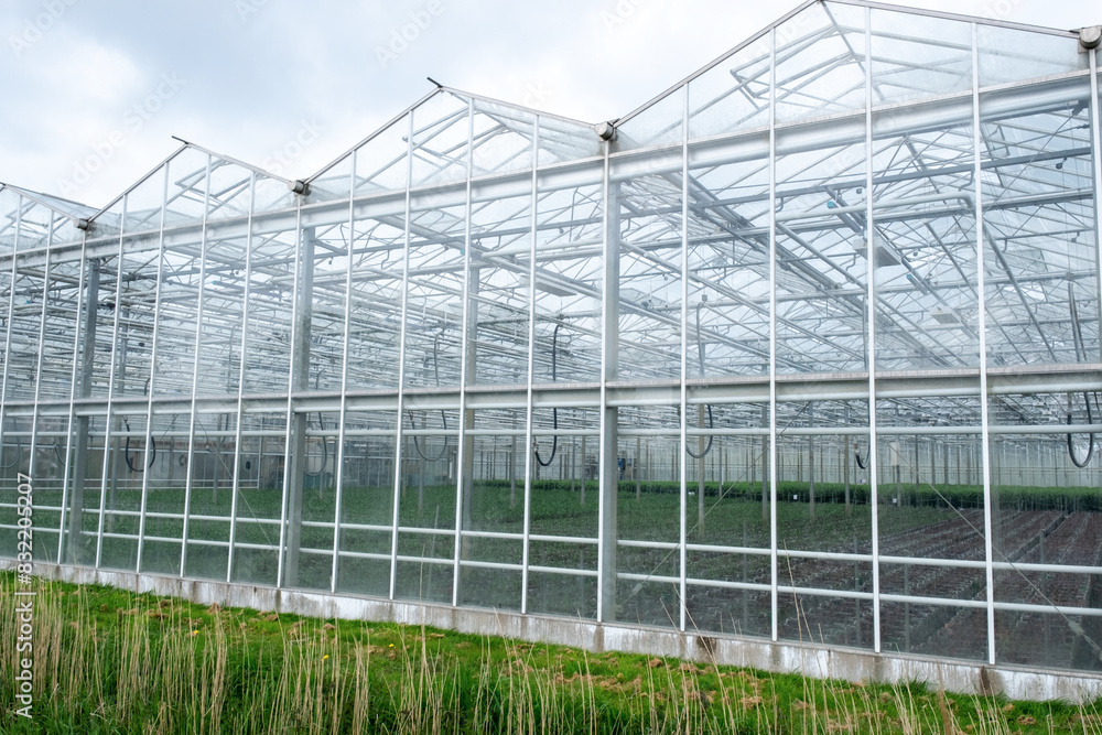 Greenhouse Netherlands Holland Westland Factory Harvest