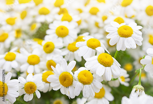 Spring summer white-yellow chamomile  background. Lawn or armful of daisies on sunny day. Useful herbal flower for health