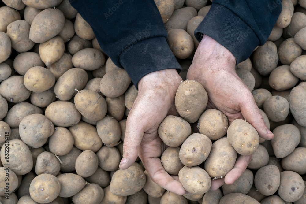 A person's hands holding several potatoes above a pile of harvested potatoes. A person's hands holding several potatoes above a pile of harvested potatoes.