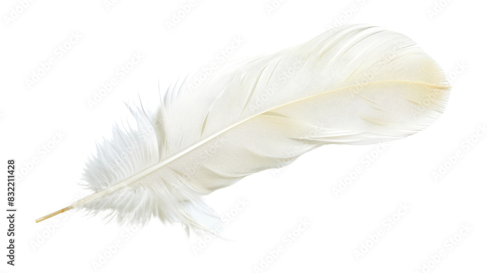 Obraz premium White bird feather