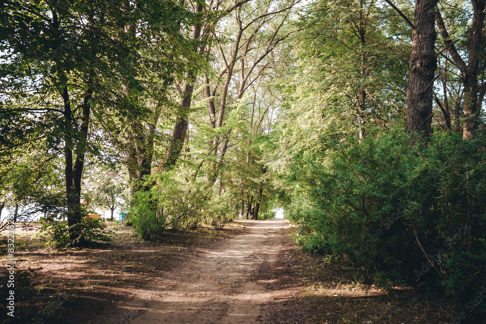 A dirt road in the forest. Way in the park. Picturesque alley. Beauty in nature. Hiking travel. Woodland landscape. A scenic trip. No people. Summer backdrop. Natural background. Beautiful wallpaper A dirt road in the forest. Way in the park. Picturesque alley. Beauty in nature. Hiking travel. Woodland landscape. A scenic trip. No people. Summer backdrop. Natural background. Beautiful wallpaper