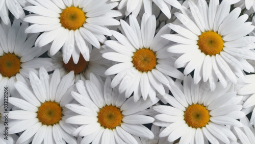 Daisies  Simple Elegance and Natural Beauty