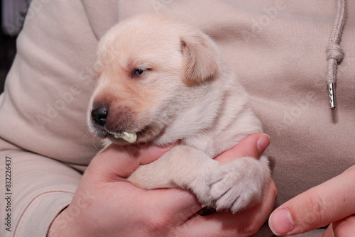 The white-blonde Labrador puppy has worming paste on his mouth. He doesn't quite like it. photo