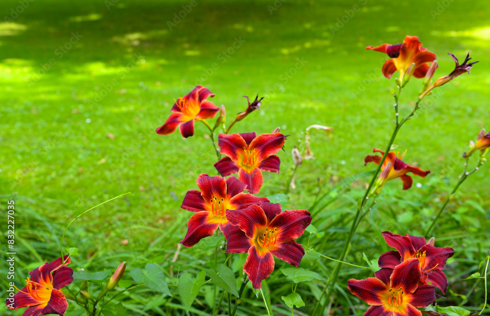 Obraz premium Blooming daylily on green meadow. Hemerocallis.