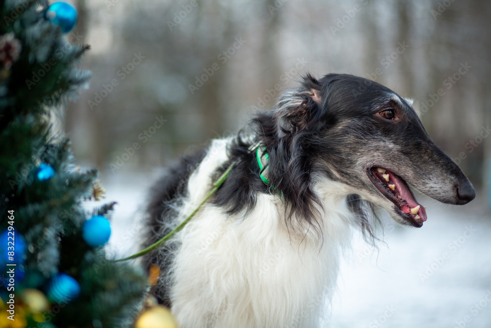 Russian Greyhound against the background of Christmas trees decorated with gold and blue balls in a city park