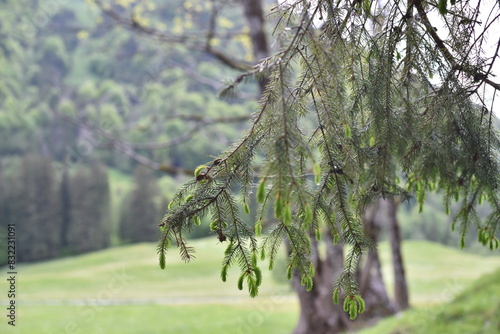 Coniferous branches close-up in springtime