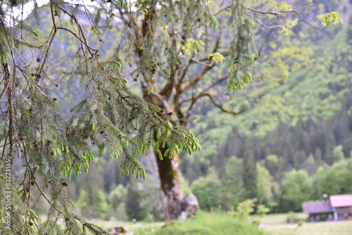 Coniferous branches close-up in springtime
