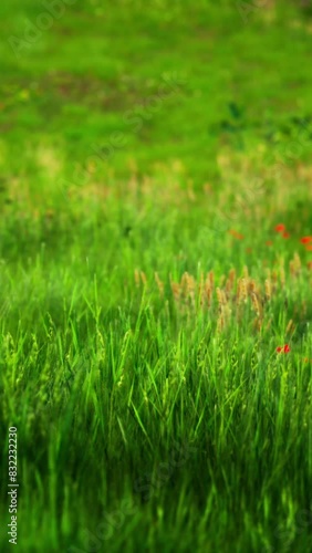 Wallpaper Mural A field with lush green grass dotted with vibrant red flowers under the bright sun. Torontodigital.ca