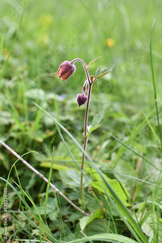 Beautiful meadow flower close up