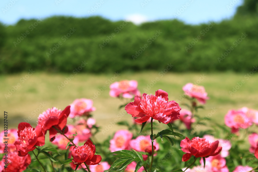 Pink peony flowers in the park. Flowers outdoors. Close-up of pink lush flowers. Natural floral background Pink peony flowers in the park. Flowers outdoors. Close-up of pink lush flowers. Natural floral background